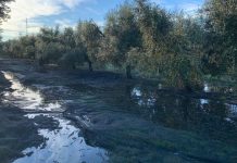 Las lluvias y la falta de mano de obra retrasan la recolección de la aceituna en Andalucía olivar lluvia