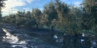 Las lluvias y la falta de mano de obra retrasan la recolección de la aceituna en Andalucía olivar lluvia