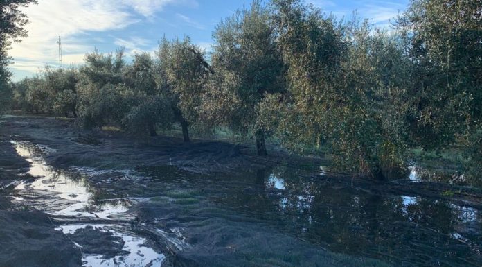 Las lluvias y la falta de mano de obra retrasan la recolección de la aceituna en Andalucía olivar lluvia
