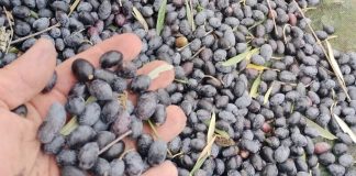 Jaén produce en lo que va de campaña un 45 por ciento menos de aceite que el año anterior