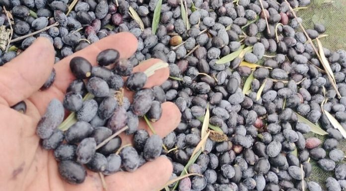 Jaén produce en lo que va de campaña un 45 por ciento menos de aceite que el año anterior