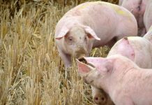 Cifra en 153 millones las pérdidas en el sector porcino por la peste porcina africana porcino