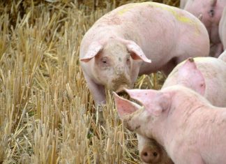 Cifra en 153 millones las pérdidas en el sector porcino por la peste porcina africana porcino