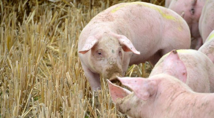 Cifra en 153 millones las pérdidas en el sector porcino por la peste porcina africana porcino