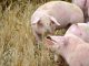 Cifra en 153 millones las pérdidas en el sector porcino por la peste porcina africana porcino