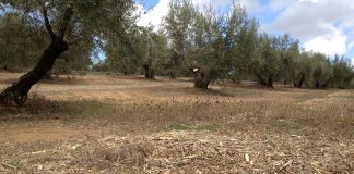 Expertos de toda España aportarán una visión científica y social del biometano cubierta vegetal