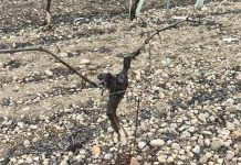 ASAJA Castilla-La Mancha llevará los daños de conejos a los cultivos a la vía judicial daños de conejos