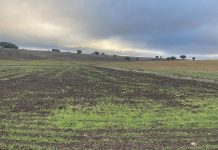 Denuncia graves daños de jabalíes a cultivos del Campo de Montiel daños jabalíes