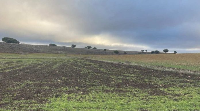 Denuncia graves daños de jabalíes a cultivos del Campo de Montiel daños jabalíes