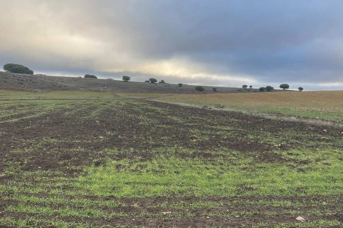 daños jabalíes daños jabalíes