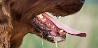 Un nuevo hallazgo hace posible desarrollar una cura para la rabia sintomática rabia sintomática