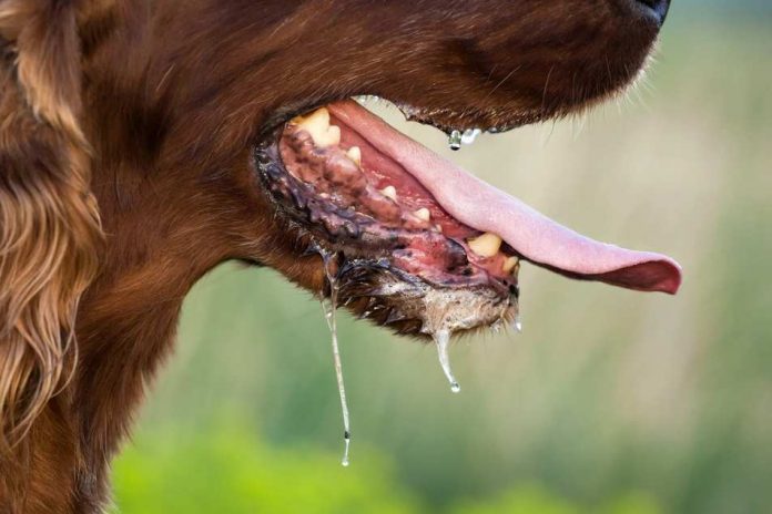 rabia rabia sintomática