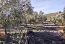 El sector del olivar cierra un año de comercialización récord marcado por la caída de precios recogida de aceituna