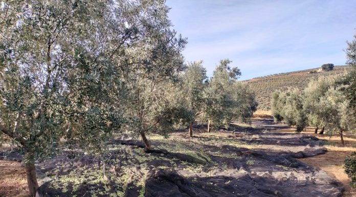 El sector del olivar cierra un año de comercialización récord marcado por la caída de precios recogida de aceituna