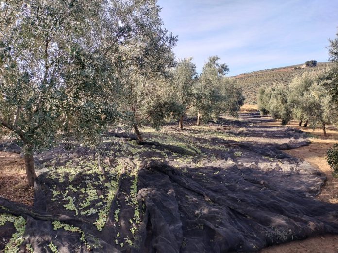 recogida de aceituna