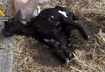 La Guardia Civil lidera la campaña contra irregularidades en la cadena de producción del sector ganadero