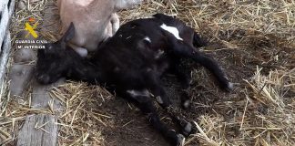 La Guardia Civil lidera la campaña contra irregularidades en la cadena de producción del sector ganadero