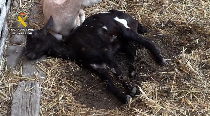 La Guardia Civil lidera la campaña contra irregularidades en la cadena de producción del sector ganadero
