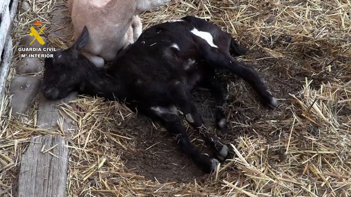 seguridad_alimentaria_seprona (1)