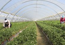 Las cooperativas agroalimentarias afrontan el reto de la escasez de mano de obra