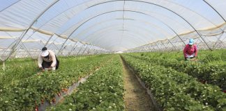 Las cooperativas agroalimentarias afrontan el reto de la escasez de mano de obra