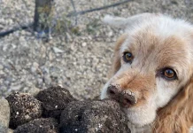 Desplome histórico del precio de la trufa negra trufa negra