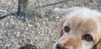 Desplome histórico del precio de la trufa negra trufa negra