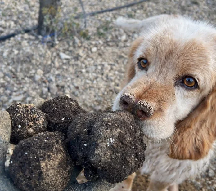 trufa negra trufa negra