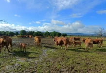 Extremadura amplía sus comarcas ganaderas para optimizar la gestión sanitaria vacuno