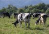 El Ministerio de Agricultura confirma la estabilidad en la producción de leche en 2025 vacas campo