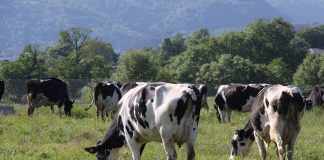 El Ministerio de Agricultura confirma la estabilidad en la producción de leche en 2025 vacas campo