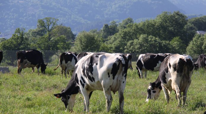 El Ministerio de Agricultura confirma la estabilidad en la producción de leche en 2025 vacas campo
