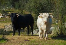 Los ganaderos españoles protestarán en la frontera con Francia ante el desamparo por la dermatosis nodular contagiosa vacuno