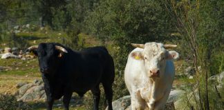 Los ganaderos españoles protestarán en la frontera con Francia ante el desamparo por la dermatosis nodular contagiosa vacuno