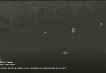 Vídeo. Grabación con cámara térmica nocturna de conejos en una explotación de cereal madrileña