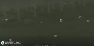 Vídeo. Grabación con cámara térmica nocturna de conejos en una explotación de cereal madrileña