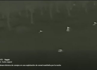 Vídeo. Grabación con cámara térmica nocturna de conejos en una explotación de cereal madrileña