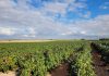 Una empresa de Socuéllamos refuerza su apuesta por la biotecnología ecológica para mejorar la rentabilidad del viñedo viñedo