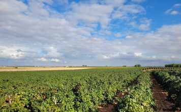 El Ministerio de Agricultura autoriza 903 nuevas hectáreas de viñedo en 2026 viñedo