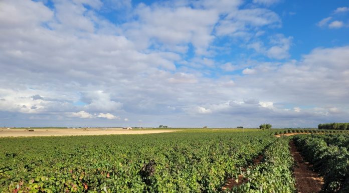 El Ministerio de Agricultura autoriza 903 nuevas hectáreas de viñedo en 2026 viñedo