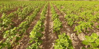 ASAJA Cuenca exige a la Consejería de Agricultura que comuniquen ya las resoluciones de la ayuda agroambiental del girasol girasol