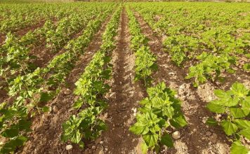 ASAJA Cuenca exige a la Consejería de Agricultura que comuniquen ya las resoluciones de la ayuda agroambiental del girasol girasol