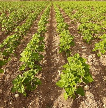 ASAJA Cuenca exige a la Consejería de Agricultura que comuniquen ya las resoluciones de la ayuda agroambiental del girasol girasol