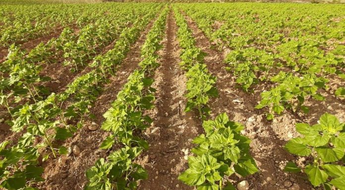 ASAJA Cuenca exige a la Consejería de Agricultura que comuniquen ya las resoluciones de la ayuda agroambiental del girasol girasol