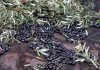 Las últimas lluvias retrasan la recolección de la aceituna en Castilla-La Mancha recolección de la aceituna