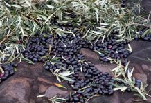 Las últimas lluvias retrasan la recolección de la aceituna en Castilla-La Mancha recolección de la aceituna