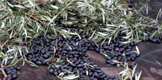 Las últimas lluvias retrasan la recolección de la aceituna en Castilla-La Mancha recolección de la aceituna