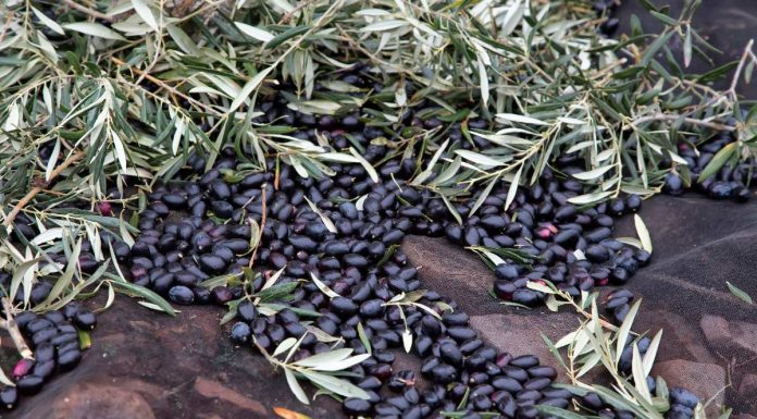 Las últimas lluvias retrasan la recolección de la aceituna en Castilla-La Mancha recolección de la aceituna