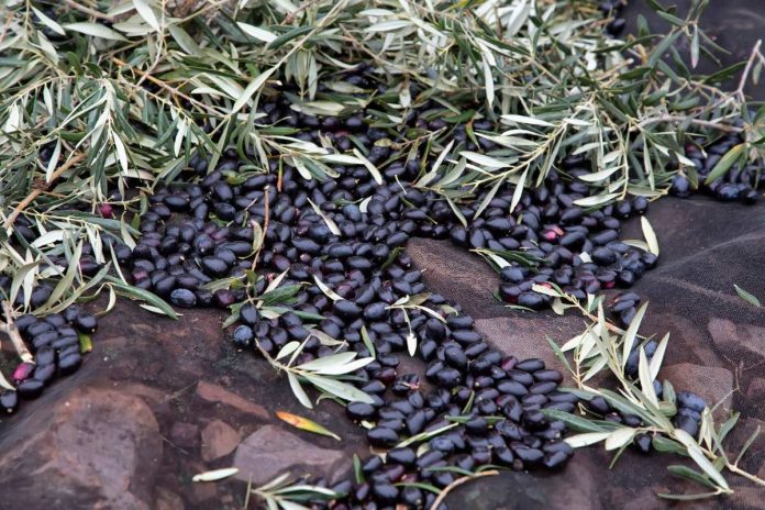 recolección de la aceituna