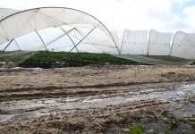 España solicita a la CE la activación del fondo agrícola de crisis para las zonas afectadas por las borrascas daños lluvias invernaderos borrascas